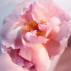 Miss Dior Eau de Parfum